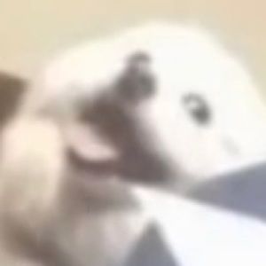 Meet your Posher, Sammy